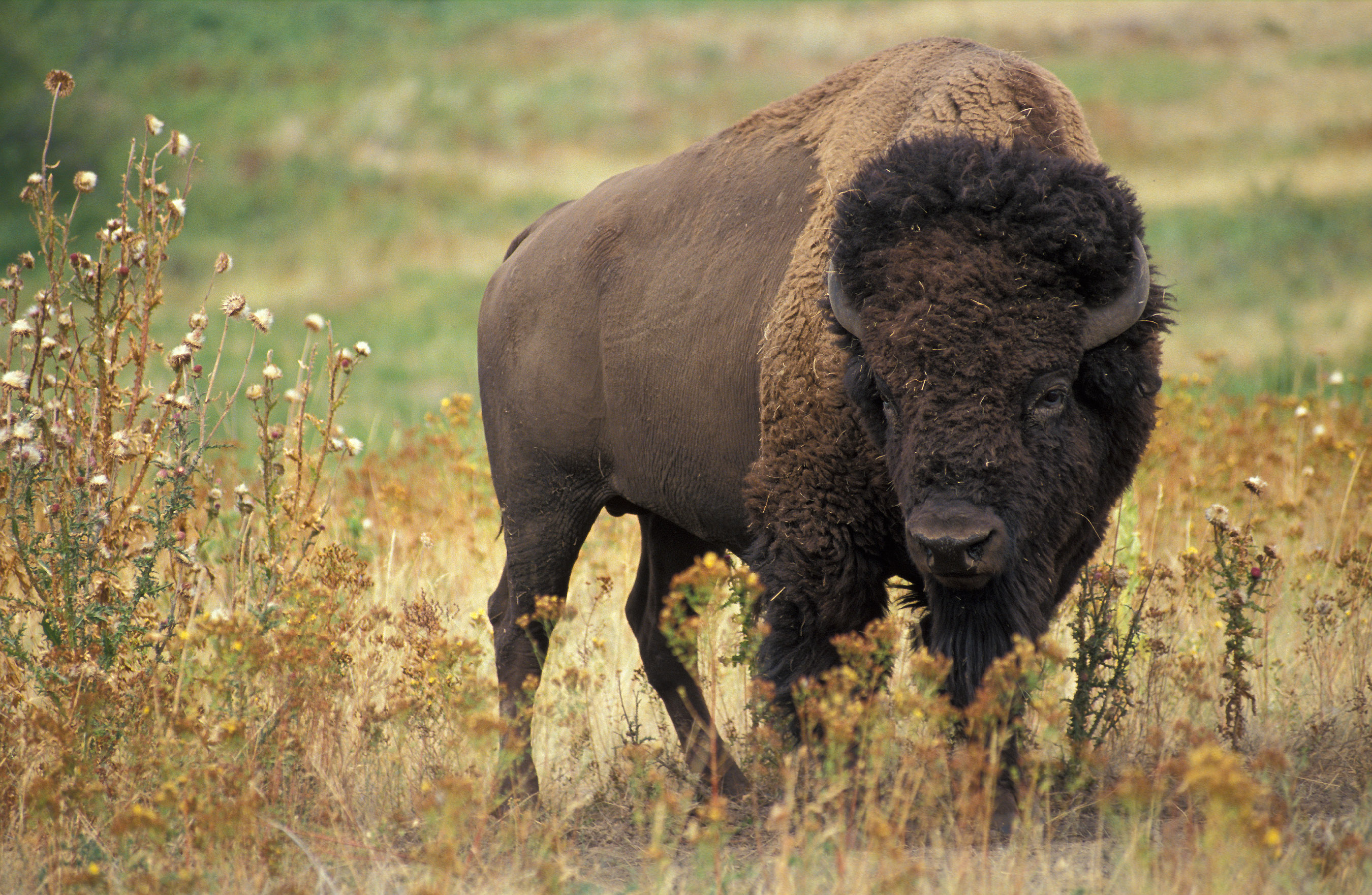 AGRICULTURAL RESEARCH SERVICE | PHOTO COURTESY Both the U.S. Senate and the U.S. House of Representatives have passed bills to recognize the American bison as the national mammal of the United States.