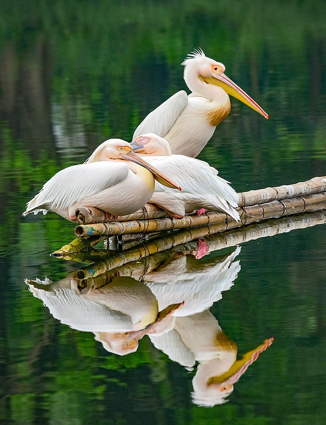 Colorful Pelicans sat on a log over water.